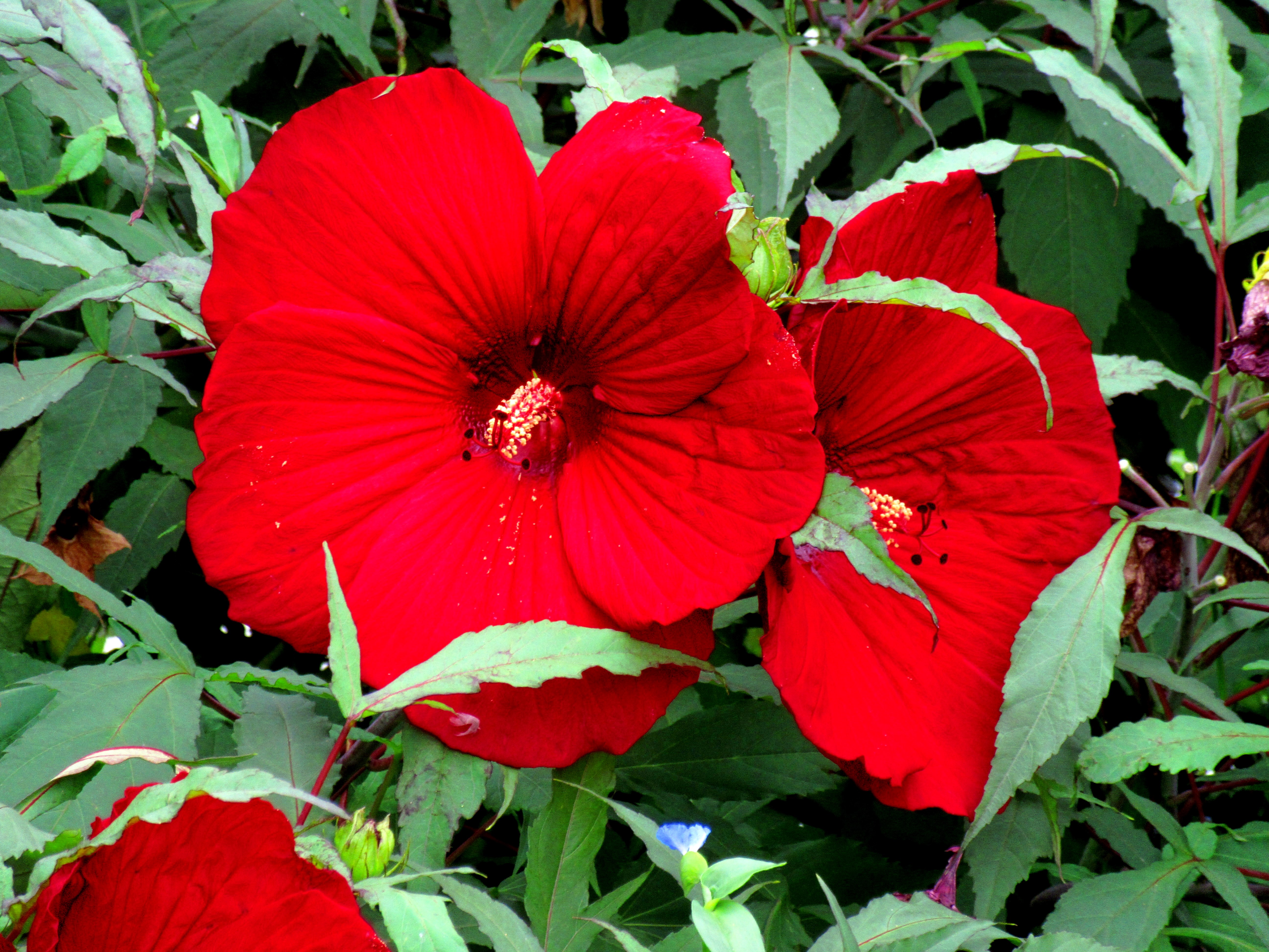 Khuumba Ama - USA - Pretty In Red